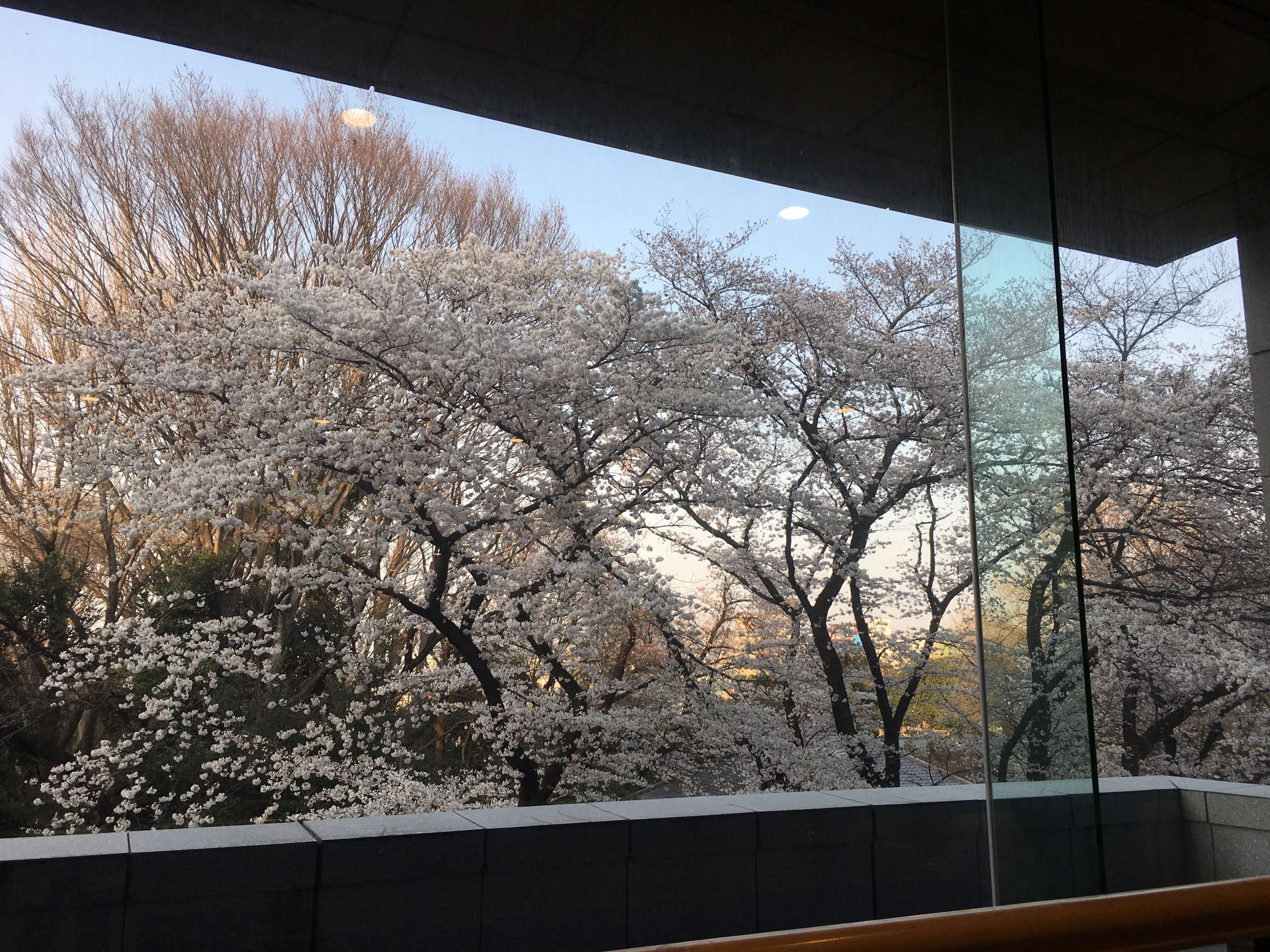 平成館から見える桜